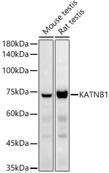 katanin-p80 Antibody