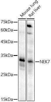 NEK7 Antibody