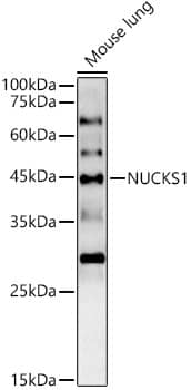 NUCKS1 Antibody