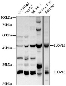 ELOVL6 Antibody