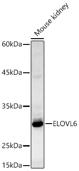 ELOVL6 Antibody