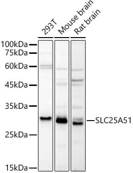 MCART1 Antibody