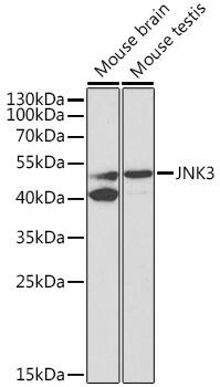 JNK3 Antibody