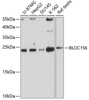 Pallidin Antibody