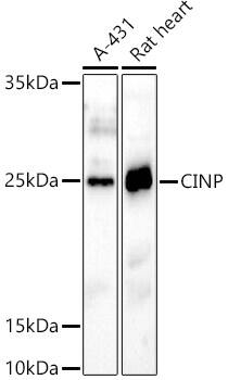 CINP Antibody