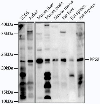 RPS9 Antibody