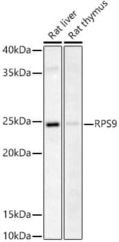 RPS9 Antibody