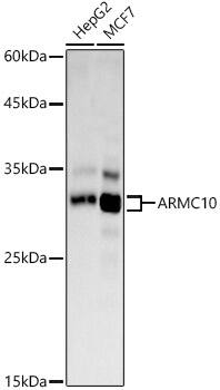 ARMC10 Antibody