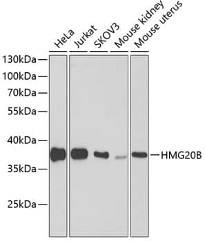 BRAF35 Antibody