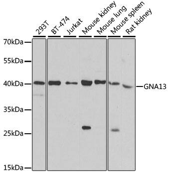 G protein alpha-13 Antibody