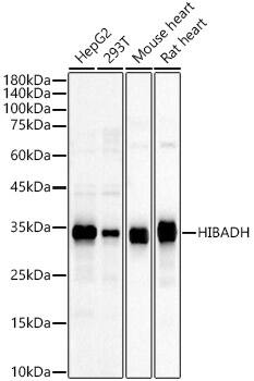 HIBADH Antibody