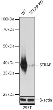 STRAP Antibody