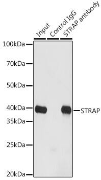 STRAP Antibody