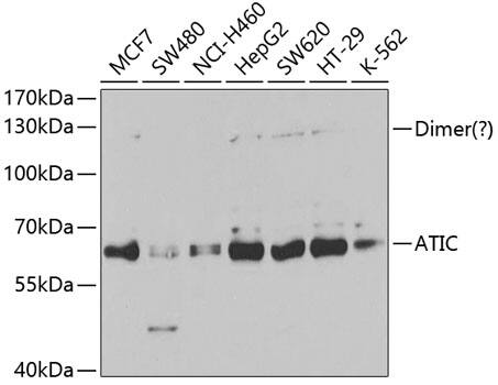 ATIC Antibody