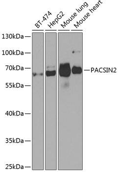 PACSIN2 Antibody