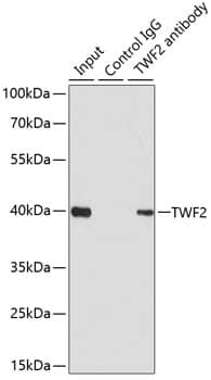 TWF2 Antibody