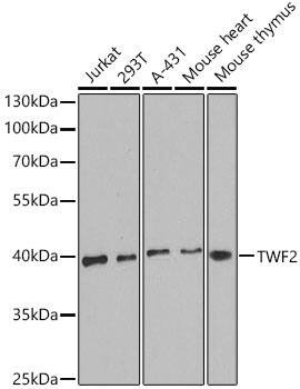 TWF2 Antibody