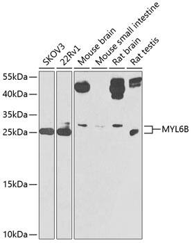 MLC1SA Antibody