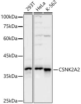 CKII alpha prime polypeptide Antibody