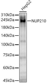 NUP210 Antibody