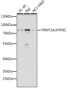 HTF9C Antibody