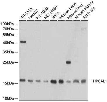 VILIP3 Antibody