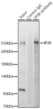 IP3R1 Antibody
