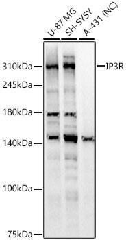 IP3R1 Antibody