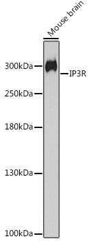 IP3R1 Antibody