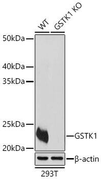 Glutathione S Transferase kappa 1 Antibody