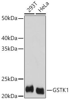 Glutathione S Transferase kappa 1 Antibody