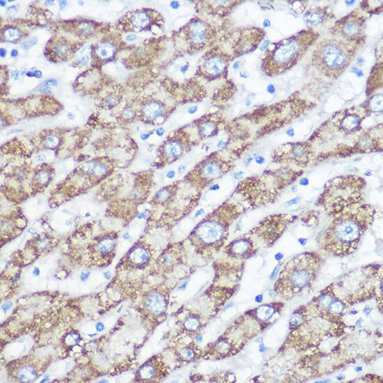 NDUFA4 Antibody