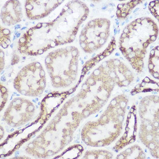 NDUFA4 Antibody