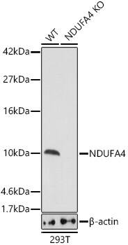 NDUFA4 Antibody