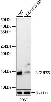 NDUFS5 Antibody