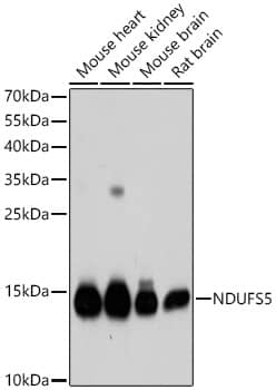 NDUFS5 Antibody