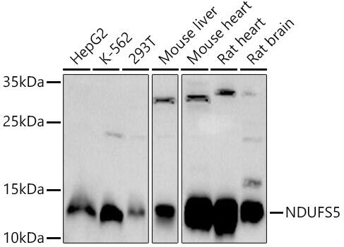 NDUFS5 Antibody