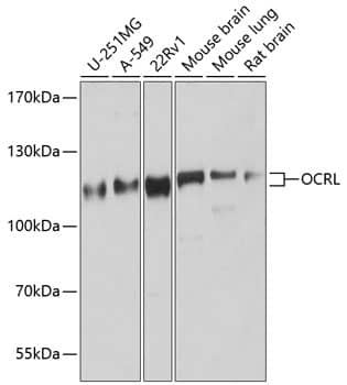 OCRL Antibody