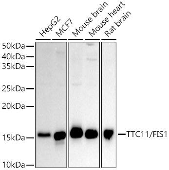 TTC11 Antibody