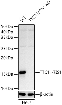 TTC11 Antibody
