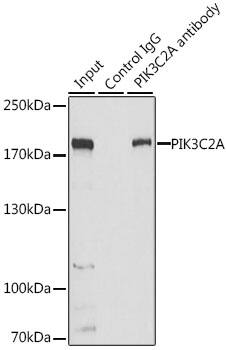 PIK3C2A Antibody