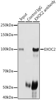 EXOC2 Antibody