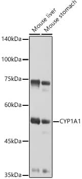 Cytochrome P450 1A1 Antibody
