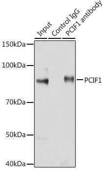 PCIF1 Antibody