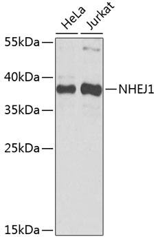 XLF Antibody