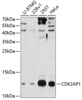 CDK2AP1 Antibody