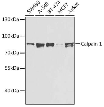 Calpain 1 Antibody