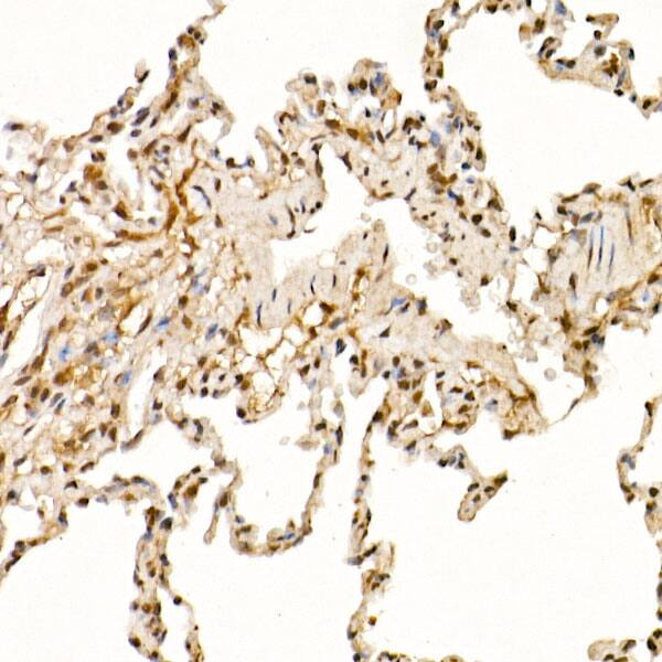 Cullin 1 Antibody
