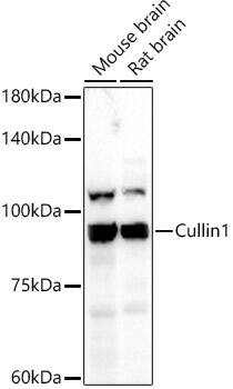 Cullin 1 Antibody