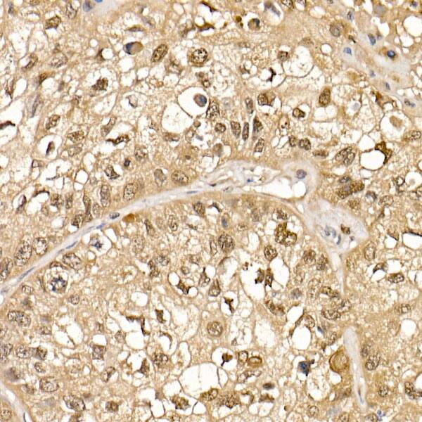 Cullin 1 Antibody